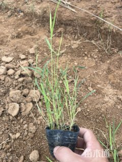 高度20厘米芦苇