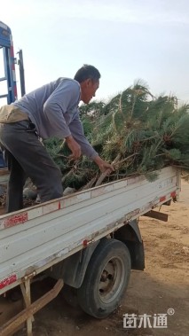 1.5公分黑皮油松