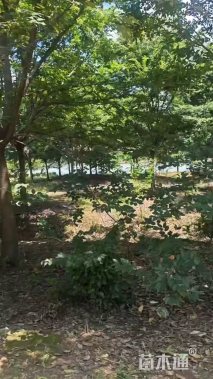 22公分榉树