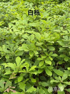 0.5公分白栎