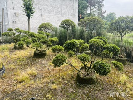 10公分造型杜鹃