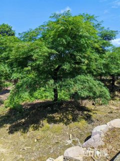 高度200厘米羽毛枫