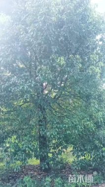 32公分香樟