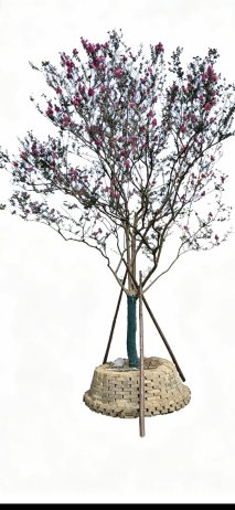 高度550厘米红花紫薇