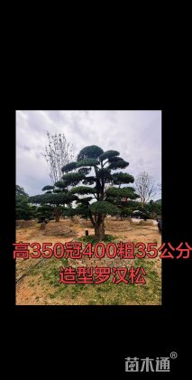 容器苗造型罗汉松