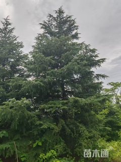 高度500厘米雪松