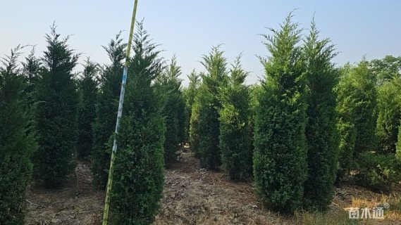 高度250厘米蜀桧
