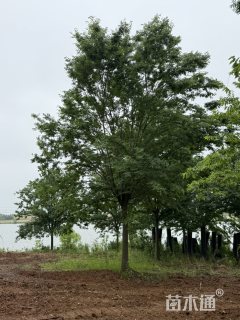 18公分榉树
