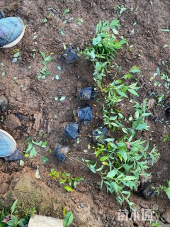 高度30厘米粉花绣线菊