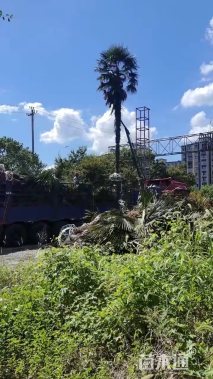 裸干高500厘米棕榈