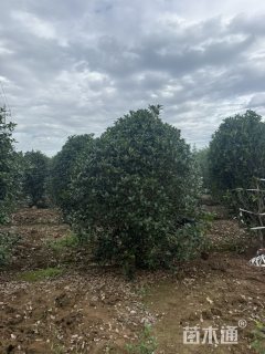 高度300厘米丛生桂花