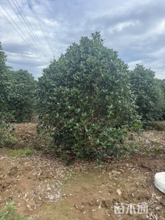 高度350厘米丛生桂花