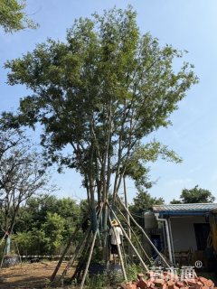 129公分黄连木