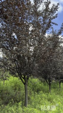 16公分紫叶李