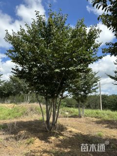 高度600厘米丛生樱花