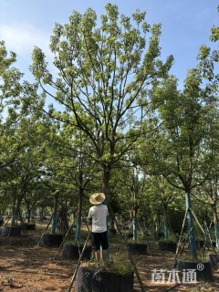 37公分黄连木