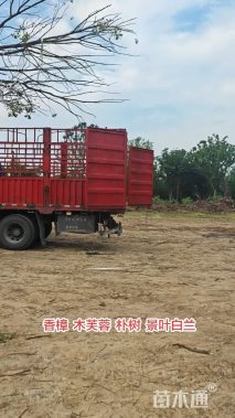 18公分香樟