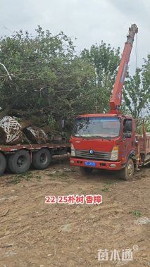 15公分香樟