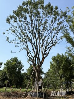 32公分黄连木