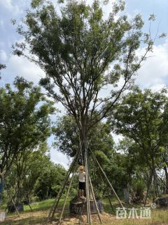32公分朴树