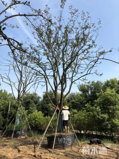 32公分柚子树