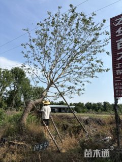 25公分流苏树