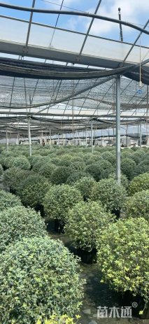 高度70厘米水果兰球