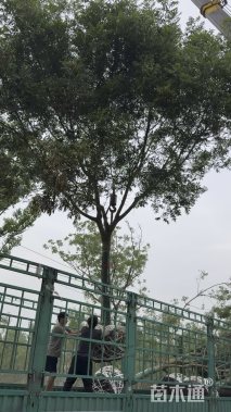 15公分(5杆)丛生黄连木