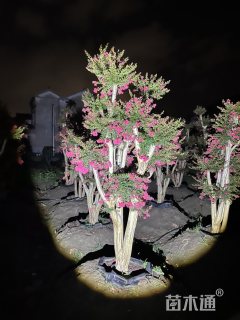 22公分紫薇