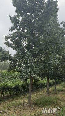 14公分枫香