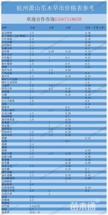 高度50厘米金边黄杨