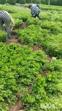 高度30厘米瓜子黄杨