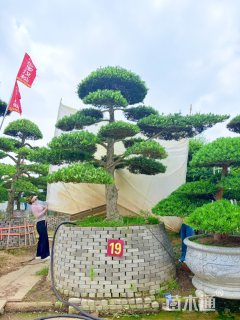 26公分罗汉松