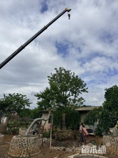 15公分红果冬青