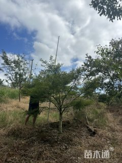 高度250厘米羽毛枫