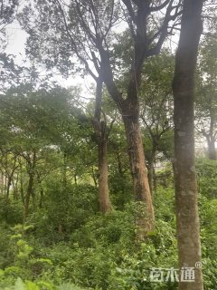 50公分香樟