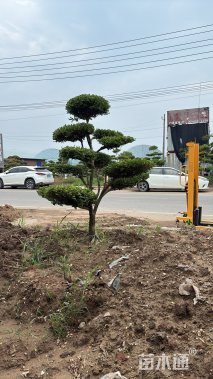 高度170厘米黄杨