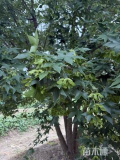 高度900厘米丛生五角枫