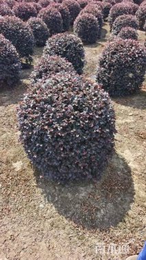 冠幅80厘米红花继木球