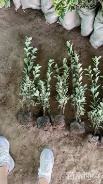 高度30厘米金边黄杨