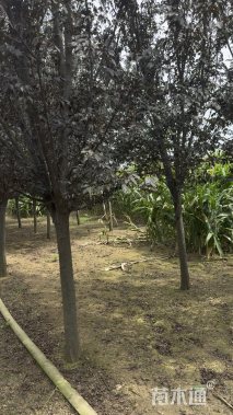 12公分紫叶李