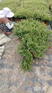高度30厘米萼距花