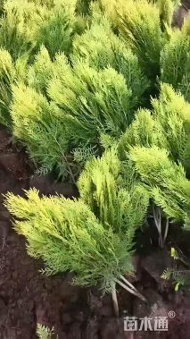 高度60厘米洒金柏