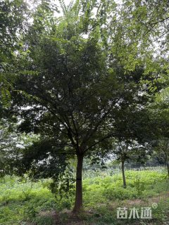 25公分朴树