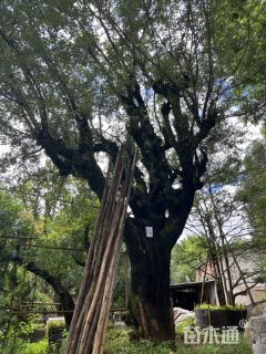 高度650厘米酸木瓜