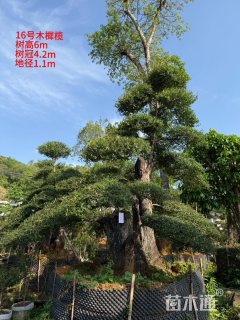 高度450厘米尖叶木樨榄