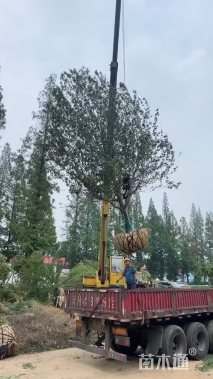 15公分绚丽海棠