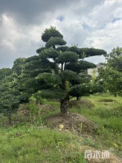 容器苗造型罗汉松