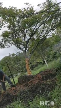 15公分红枫