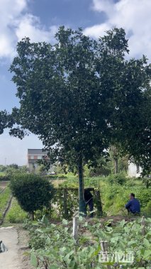 20公分香泡